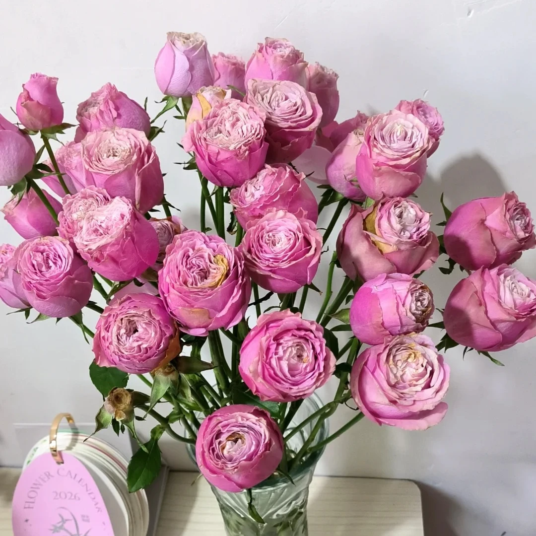 【梦棠夏多头玫瑰】鲜切花束高颜值水培鲜花小众花材云南基地直供