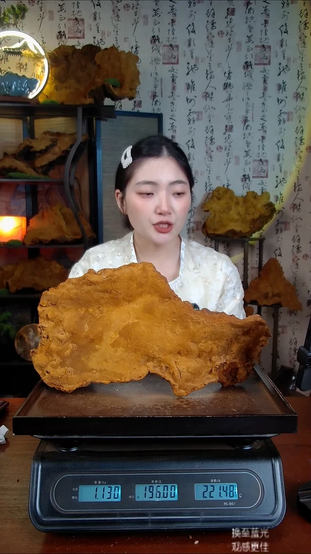 松针层孔菌中国大陆【藏区 野生】松树桑黄（2.26斤）40-50年份