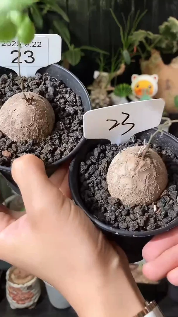 23号922福利南非龟甲龙买1个送1个