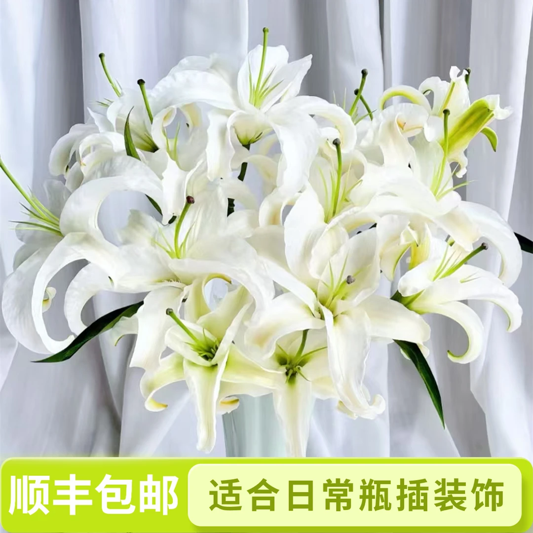 西伯利亚【白色系香水百合】顺丰切花花卉包邮