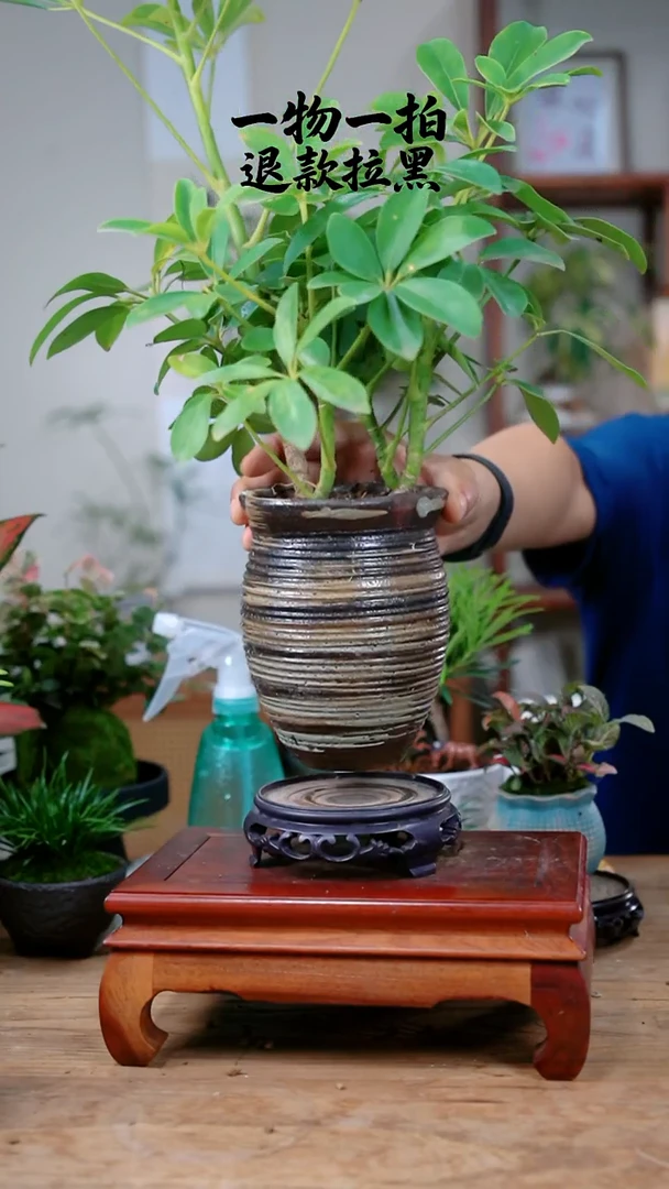 完全开放T***马鸭脚木407
