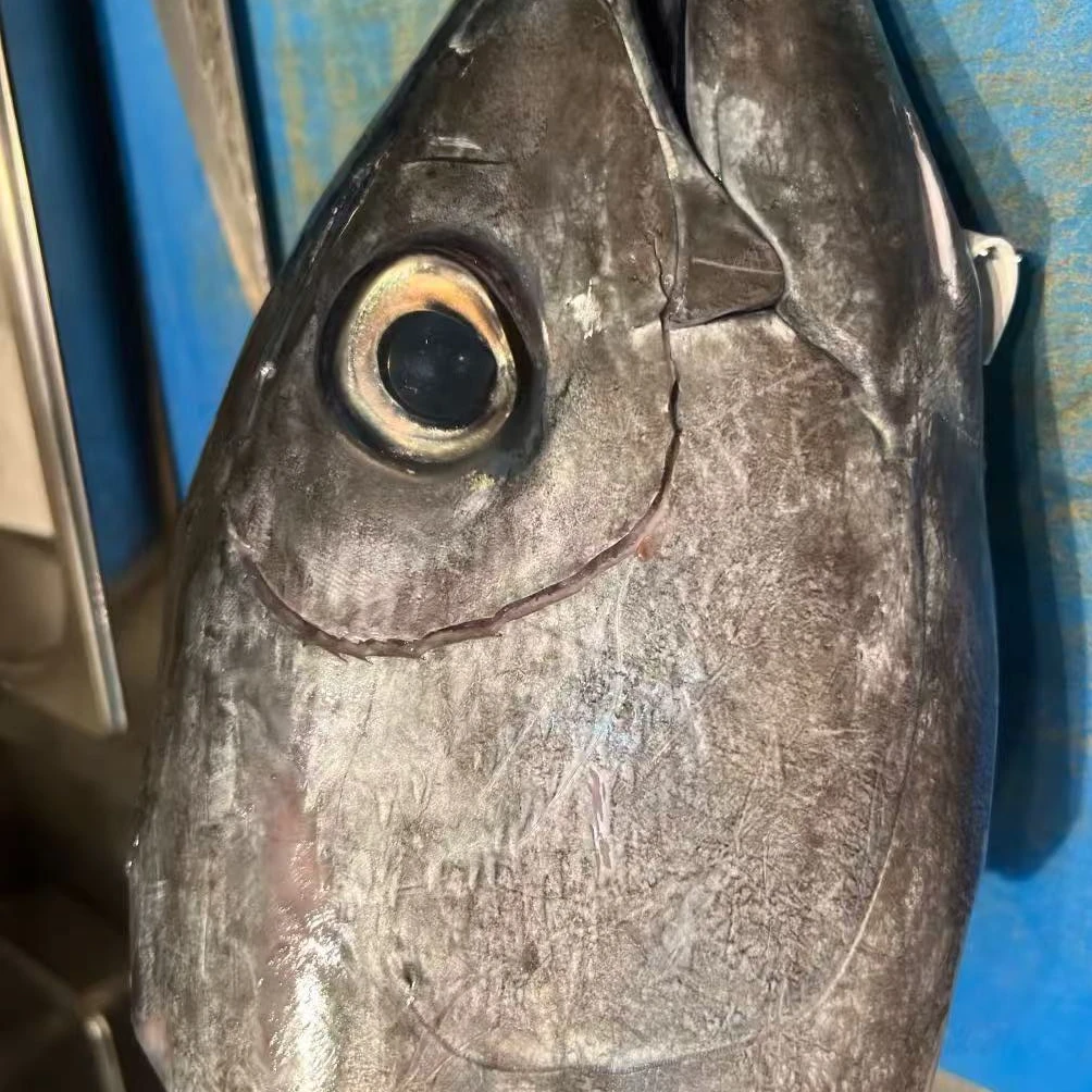 蓝鳍金枪鱼整个鱼头金枪鱼大腹