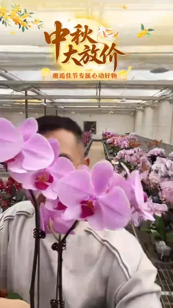 完全开放泗水1棵