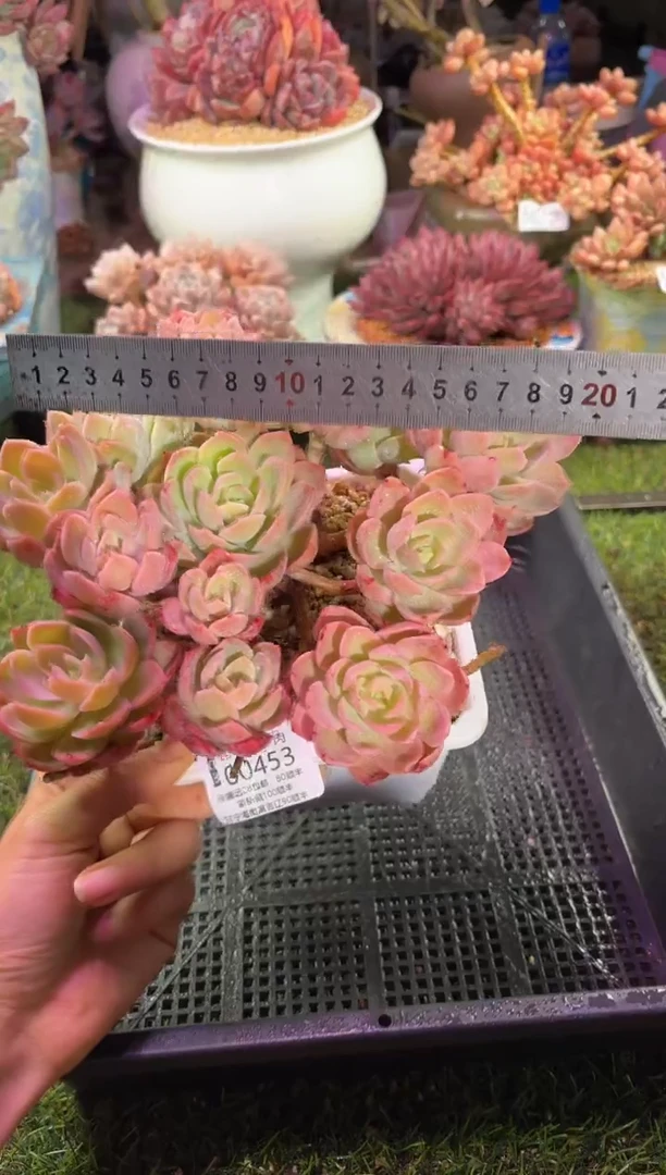 【闪购商品】00453