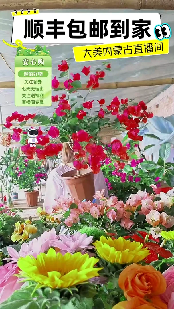 完全开放同安红三角梅