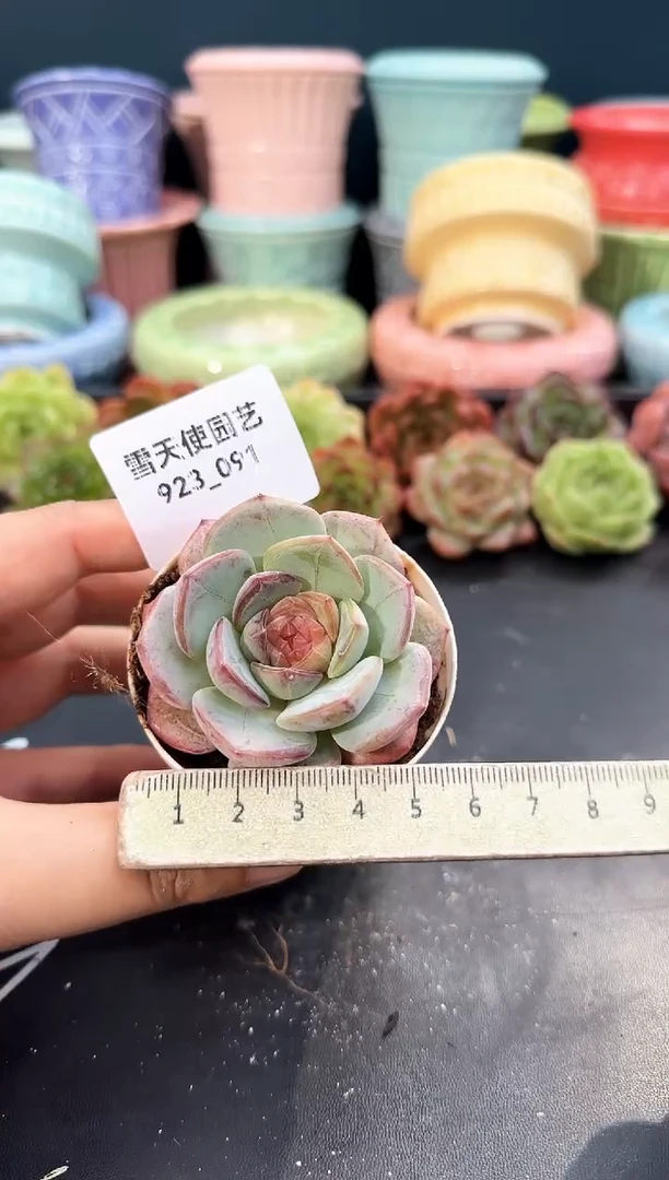 923-091青山（冠幅5cm）