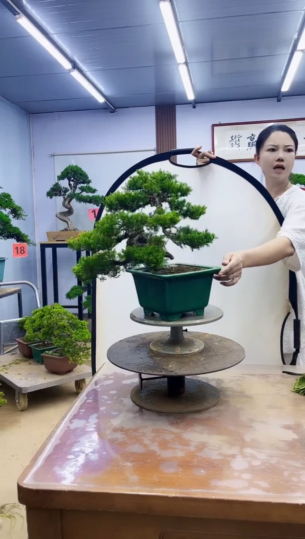 无花朵书*驰00000000000