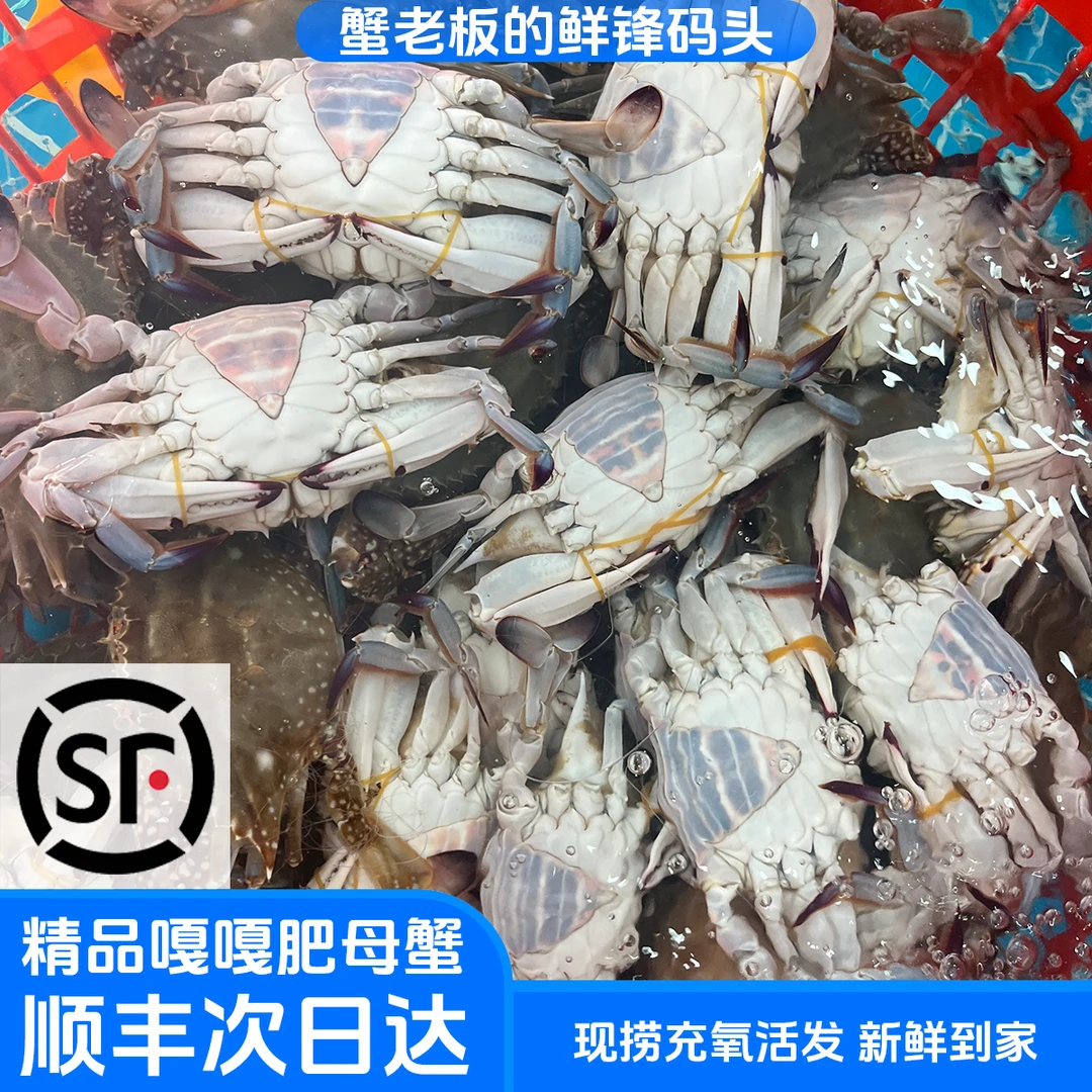 特价限量【保鲜不保活】（母蟹本地海捕）2-5两青岛顺丰充氧活发2-4斤（今天发明天到）