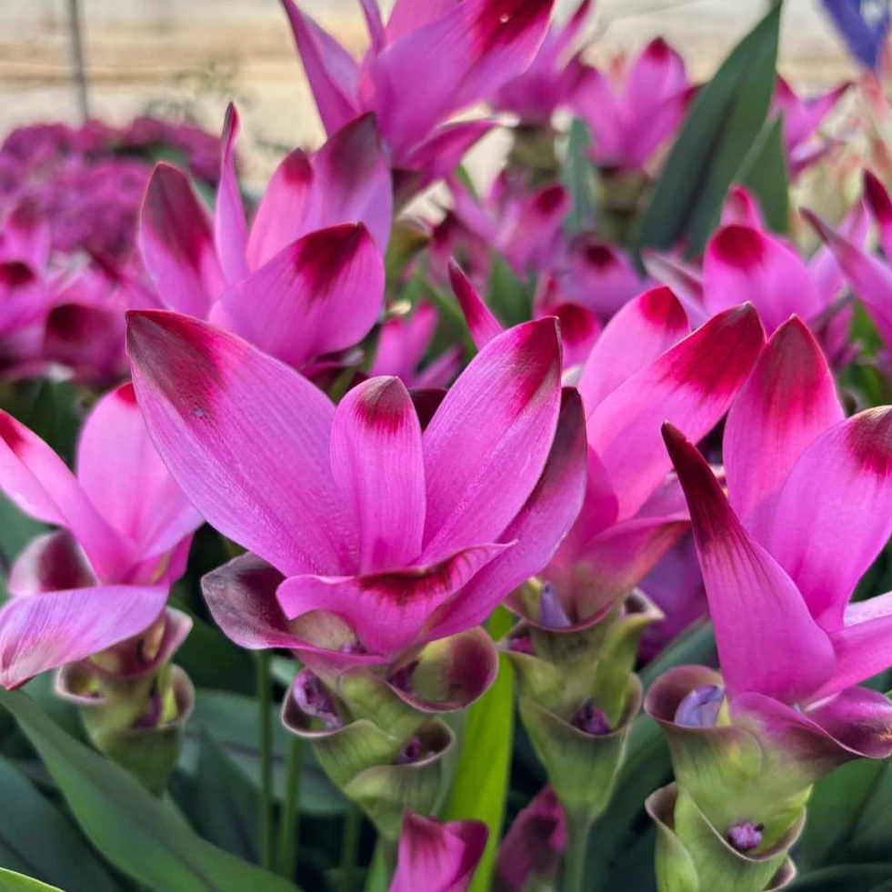 姜荷花盆栽花苗耐热耐晒花期长抗病好养阳台庭院多年生球根植物