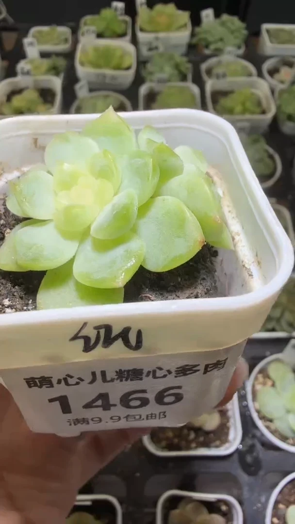 1466  纸鸢多肉植物