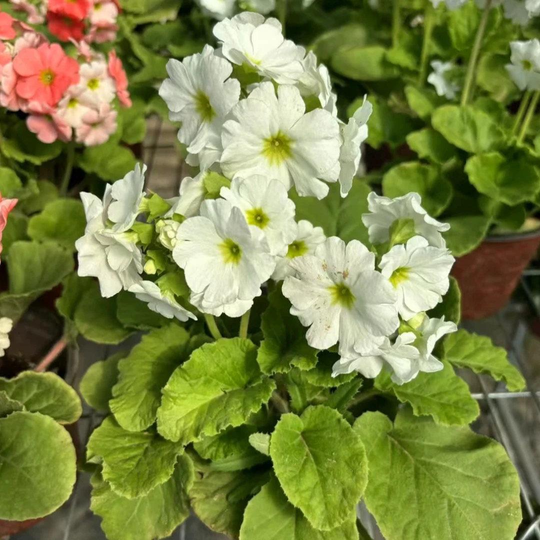 【四季樱花】多年生爆花机器120盆栽桌面花卉