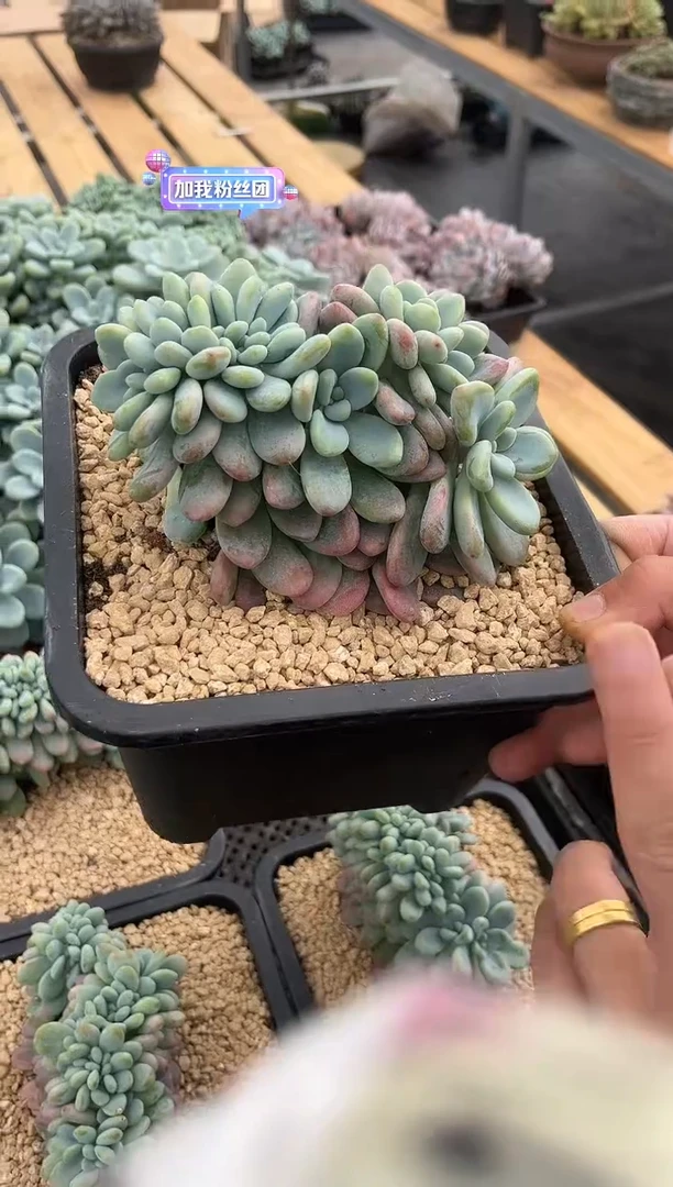 红洛神缀化