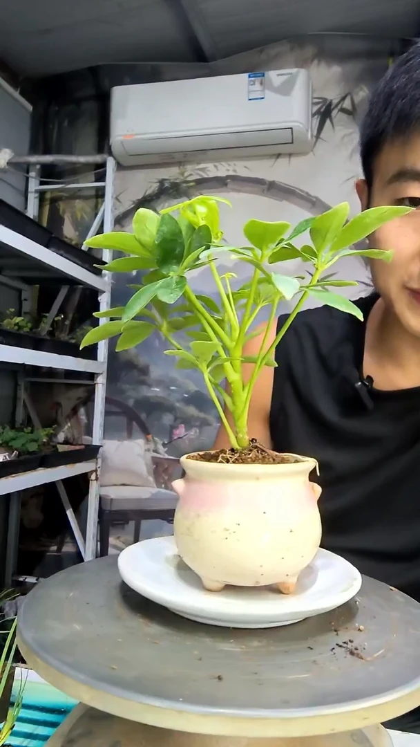 龙****场中青园艺一物一拍88
