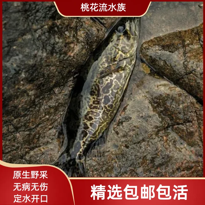 斑鳜波纹鳜白头鳜鱼活的路亚凶猛鱼原生鱼缸养殖翘嘴班鳜鱼苗桂花