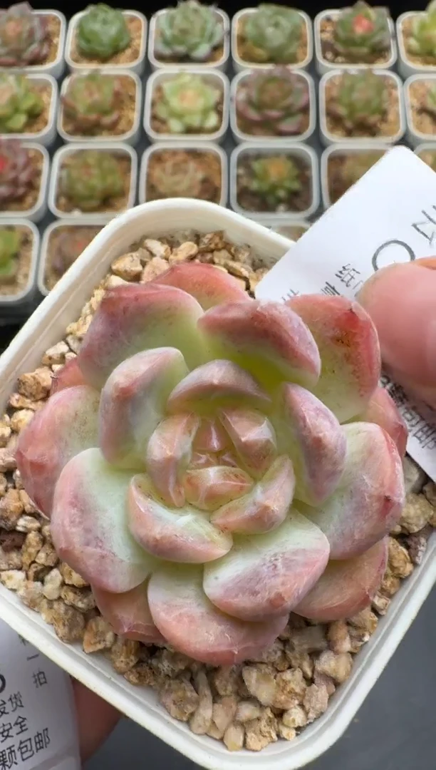 147G云禹多肉植物 脱土纸巾打包 3颗包邮