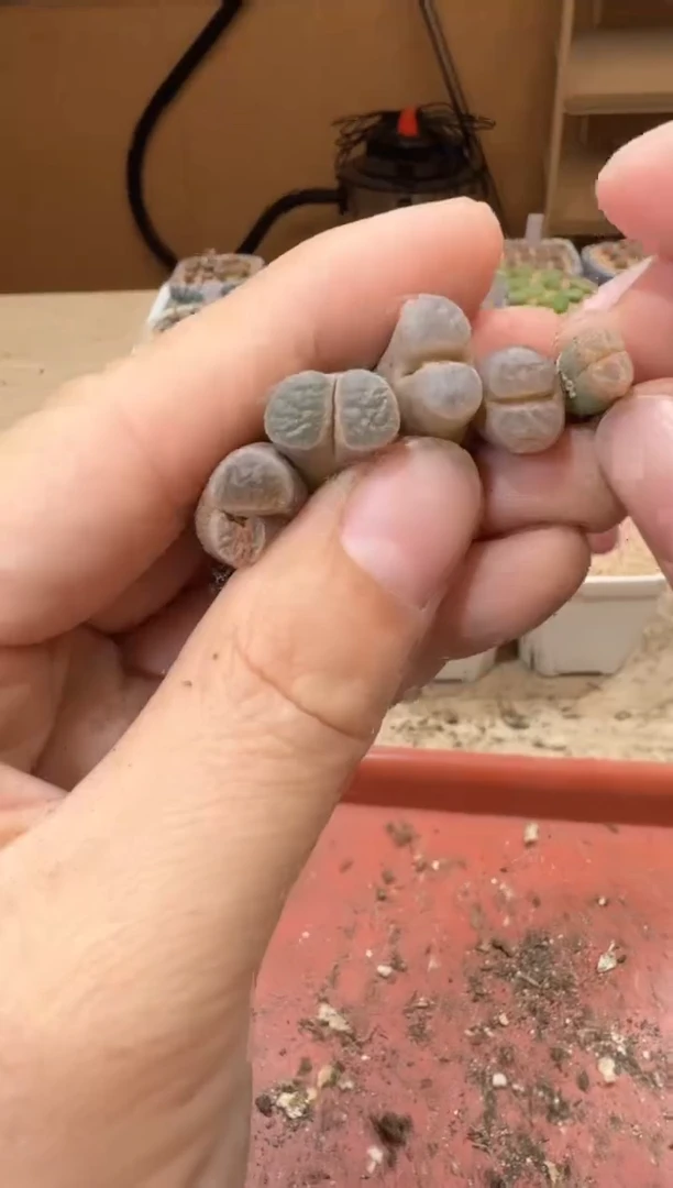 20-229多肉植物肉锥