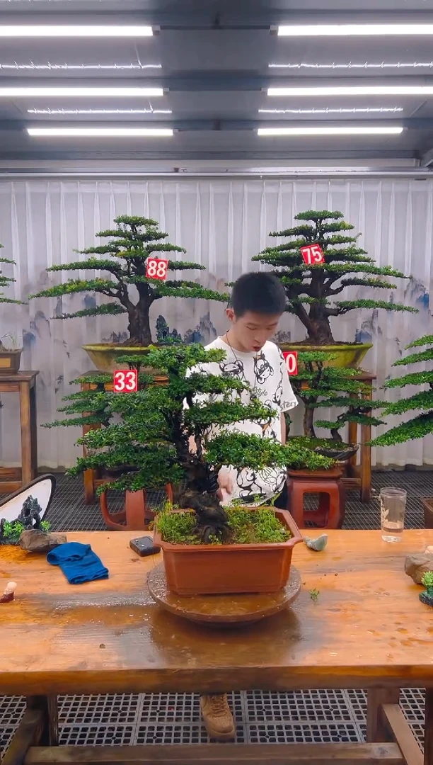 无花朵精品盆景直播间一物一拍