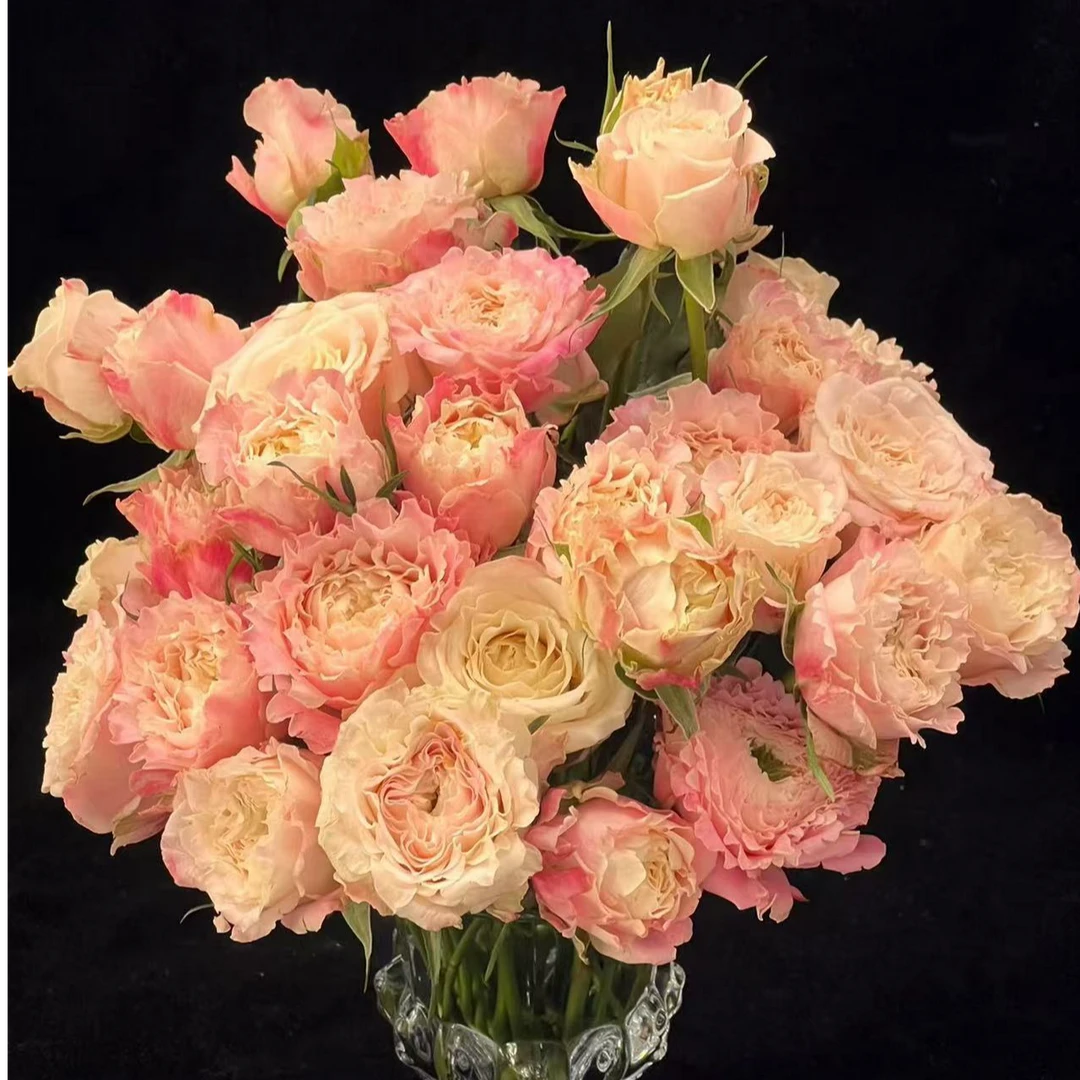 【乐悠】多头泡泡玫瑰 室内水养鲜切花 云南昆明基地直发