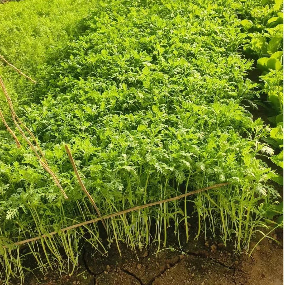 【密水田园】密云本地农家自种茼蒿现割现发绿色蔬菜