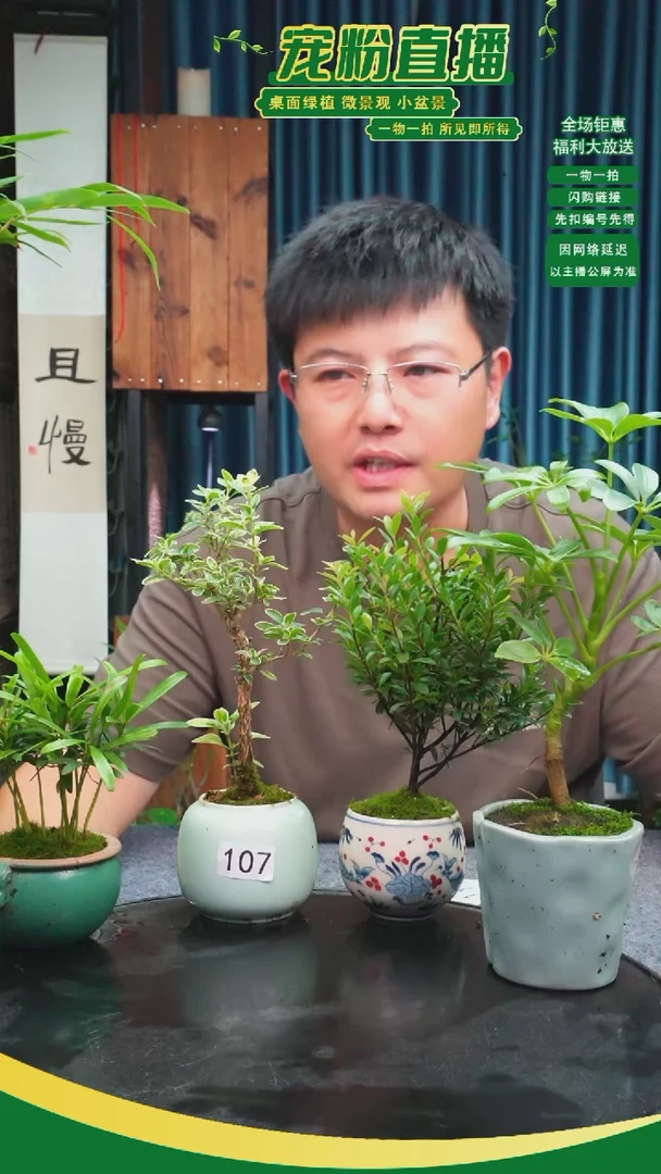 无花朵蜜***茶苔藓微景观号