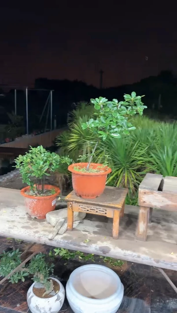 【闪购商品】盆景海岛春花