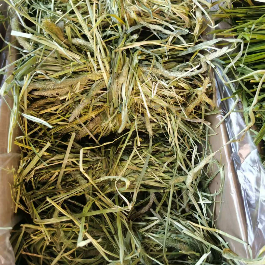 甘肃岷草优打捆晒干提摩西草兔粮豚鼠饲料荷兰猪磨牙提摩西草干草
