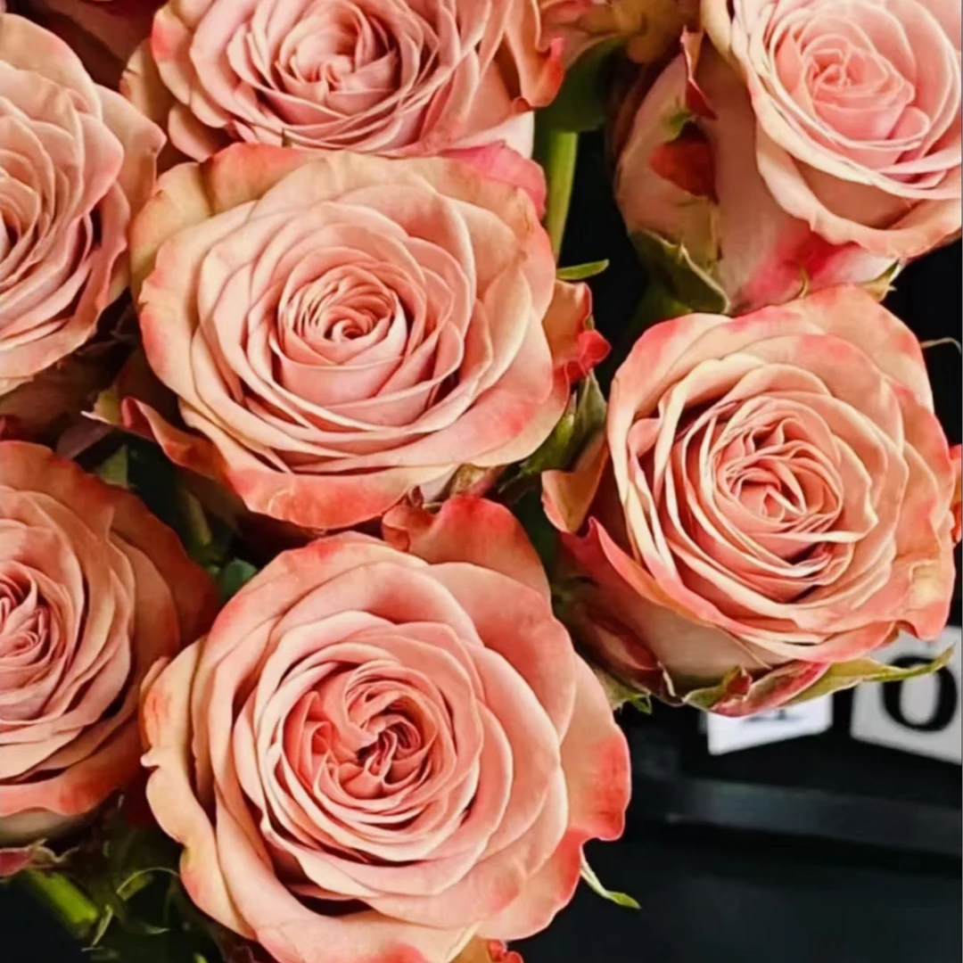 【北方玫小朵玫瑰&卡布奇诺】北方玫瑰花期持久 两单顺丰包邮