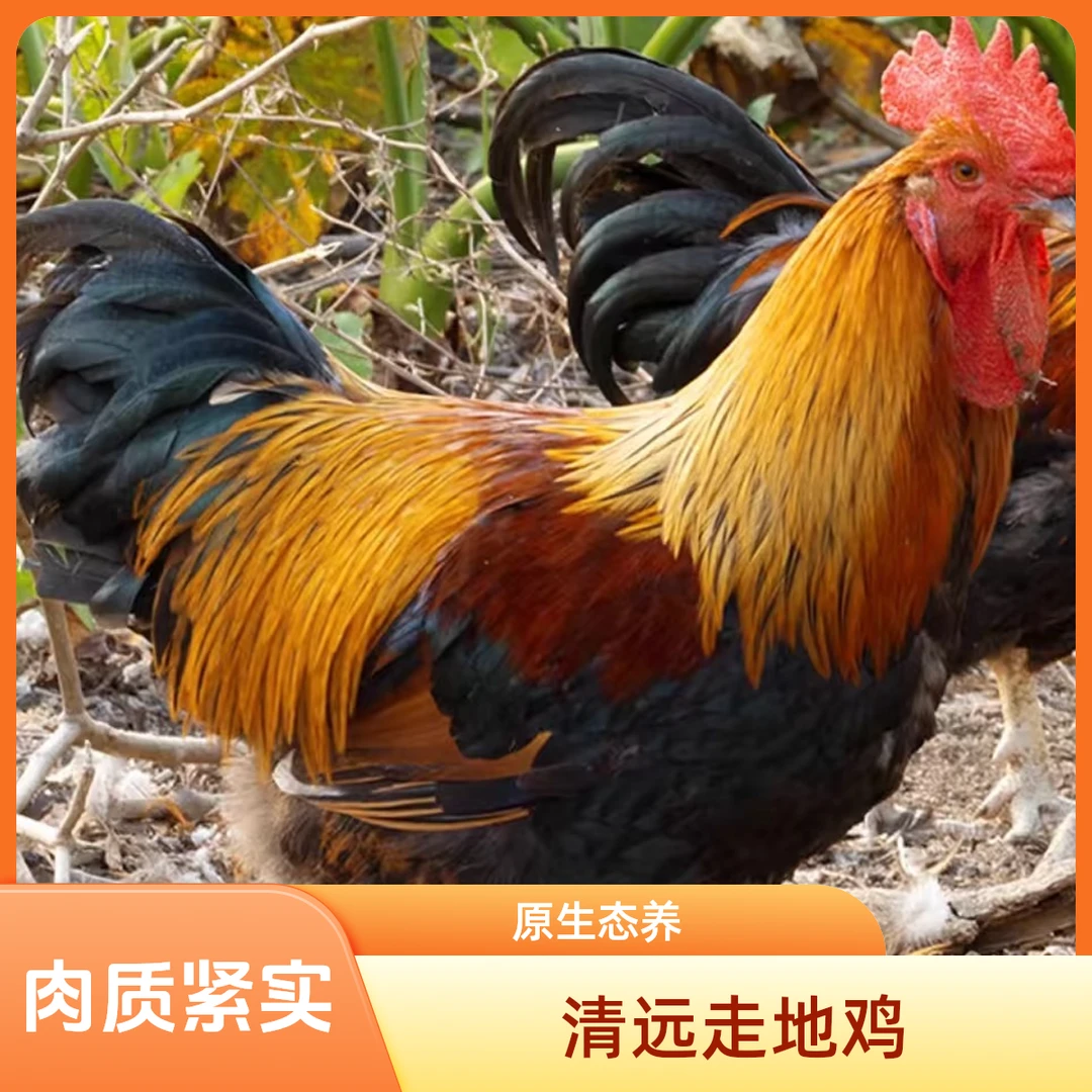农家散养清远大扇鸡 鲜活现杀肉质紧实弹牙 养足280以上 顺丰包邮