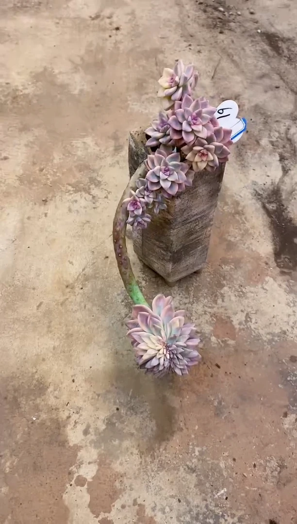 大**姐     61号￥39