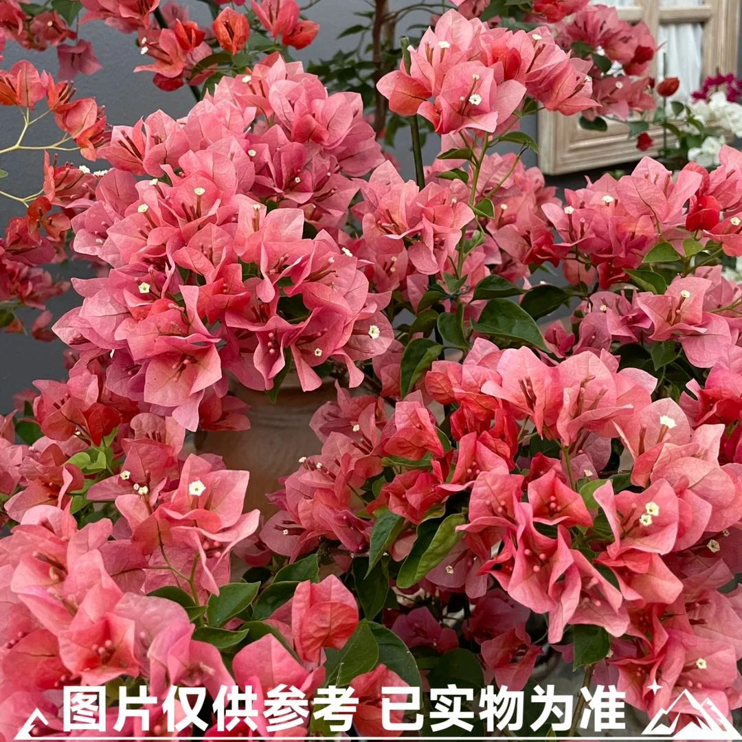 【不甜西瓜】三角梅大苗带花苞易开花适合阳台庭院种植