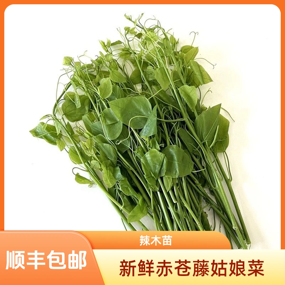 顺丰新鲜赤苍藤野生辣木苗菜姑娘菜龙须菜现摘现发鲜嫩酒店特色菜