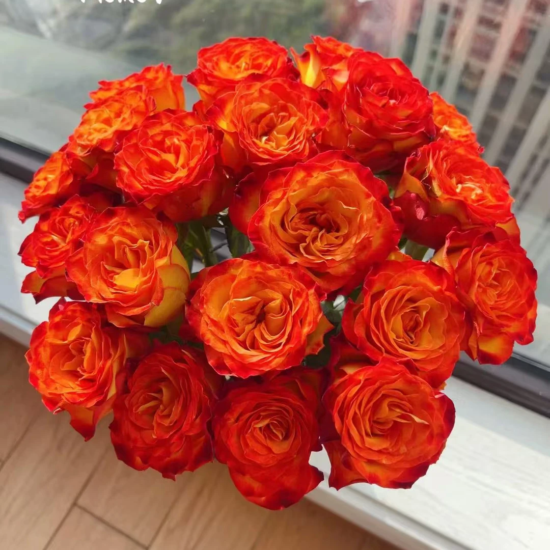【大力甄选】AA级狂想曲多头玫瑰 云南基地现采现发 一单包邮