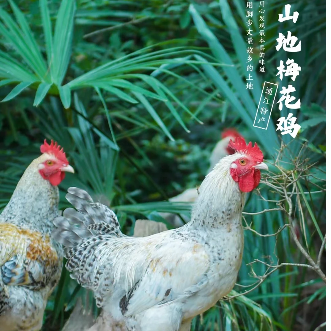 《秋田里》山地梅花鸡老品种纯粮散养土鸡公母可选（顺丰包邮）