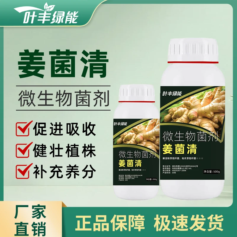 叶丰绿能姜菌清生姜专用效果持久生根壮苗叶色浓绿微生物肥料