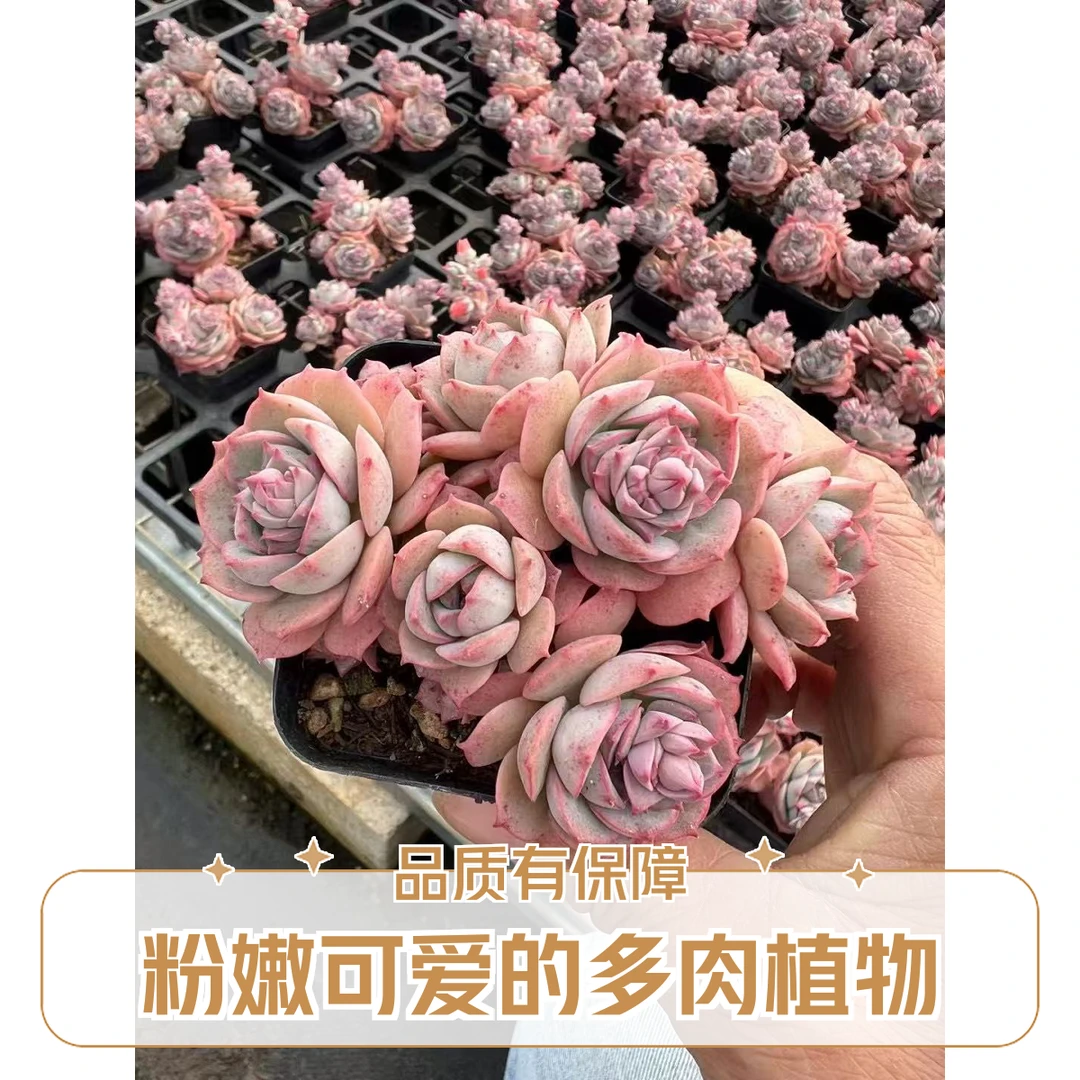 吸财树+白凤+秋丽+克罗地亚+羊脂球 各一盆  熊猫多肉（满19包邮）