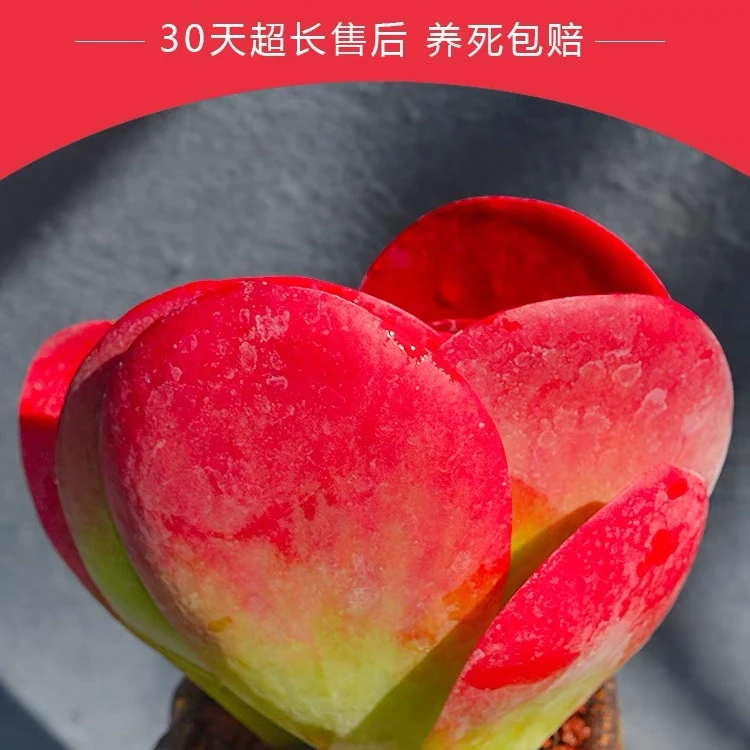 【唐印】新手好养老桩唐印带盆带土栽好发货