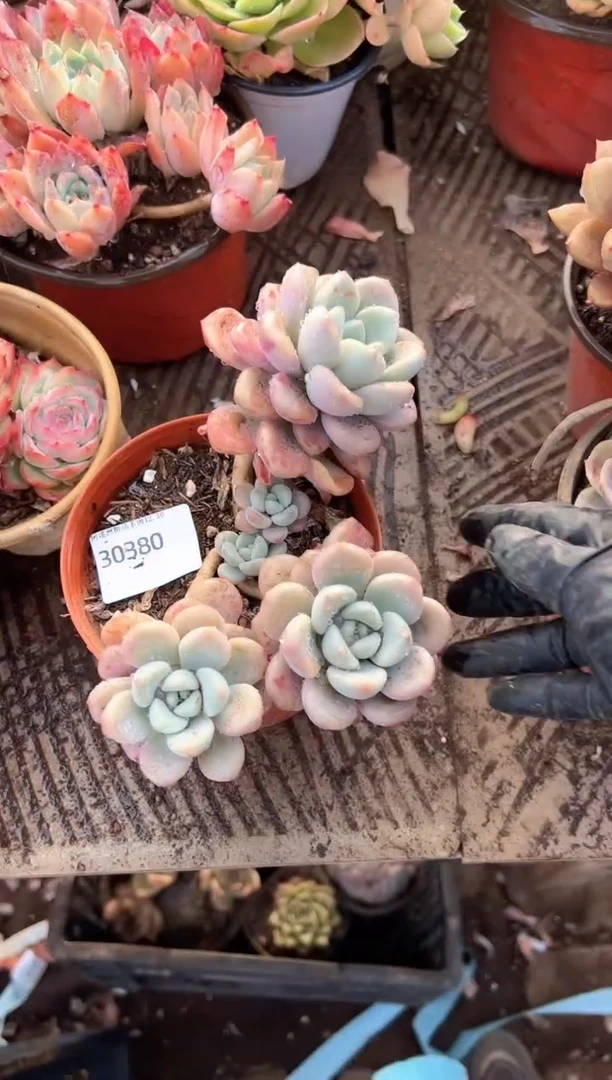 冰*多肉植物一物一拍30380