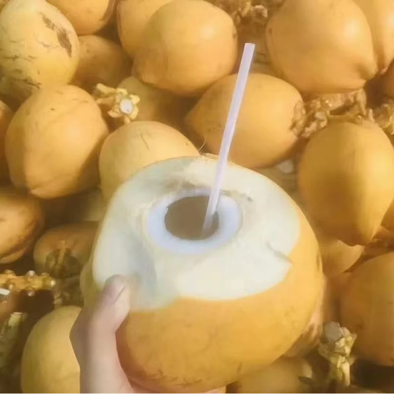 海南黄金椰新鲜采摘天然水果清甜多汁