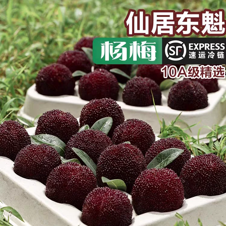 【10A东魁杨梅大颗粒装】正宗仙居杨梅18-25g孕妇水果高山杨梅夏日