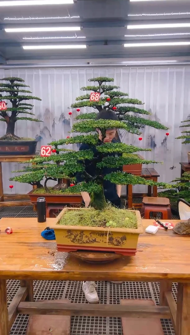 【闪购商品】紫砂精品盆景直播间一物一拍