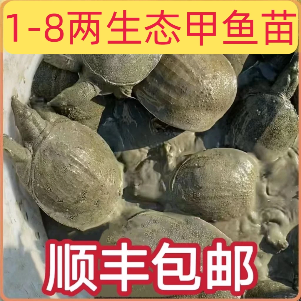 【顺丰包邮】1-8两外塘冷水甲鱼苗生态团鱼水鱼批发鳖大规格鱼塘养