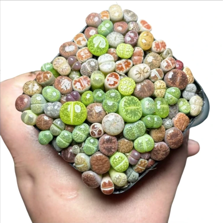 【生石花】十二卷新手好养多肉植物根系带土原盆栽培种植拍下发