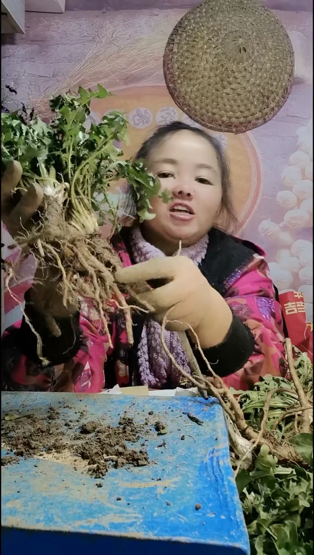 少量花朵（建议范围：2朵-5朵 或40%以下）孙蒲公英