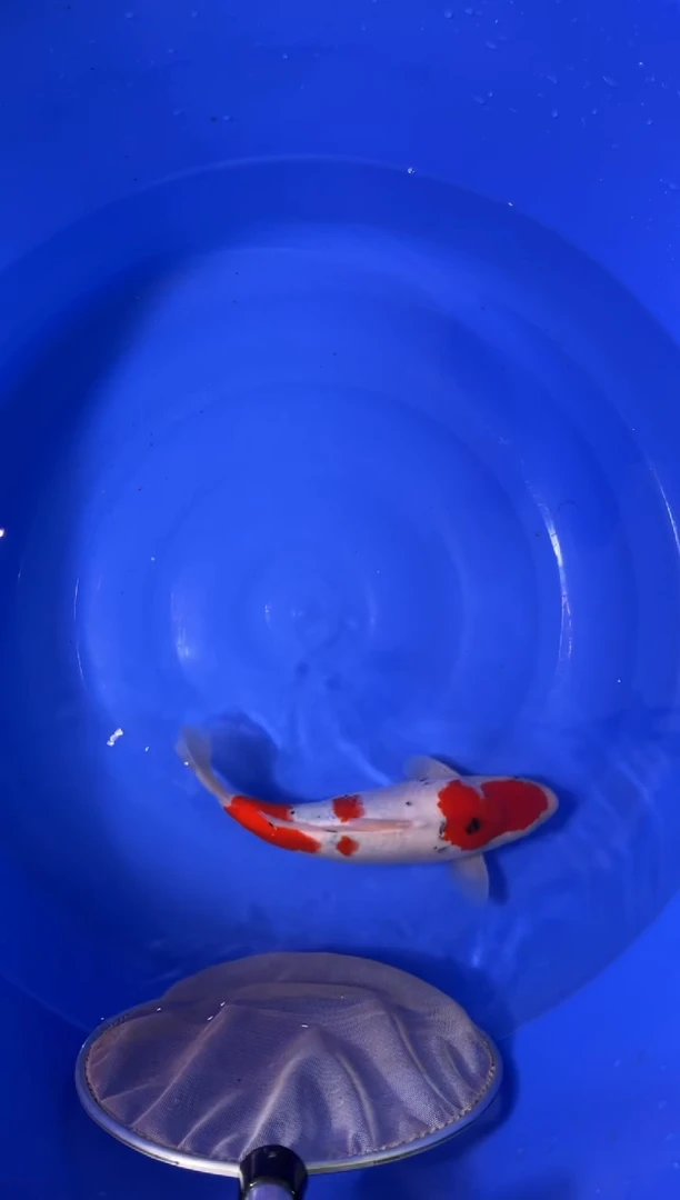 锦鲤活体二号链接/顺丰到付