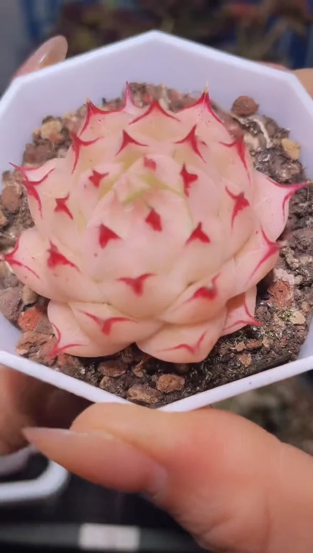 【闪购商品】213蕾丝海胆多肉