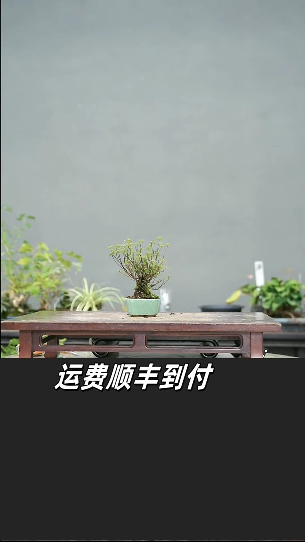 ^*飛131