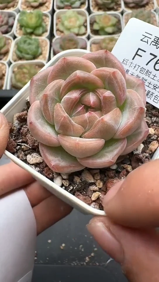 762F云禹多肉植物 默认脱土纸巾打包 3颗包邮