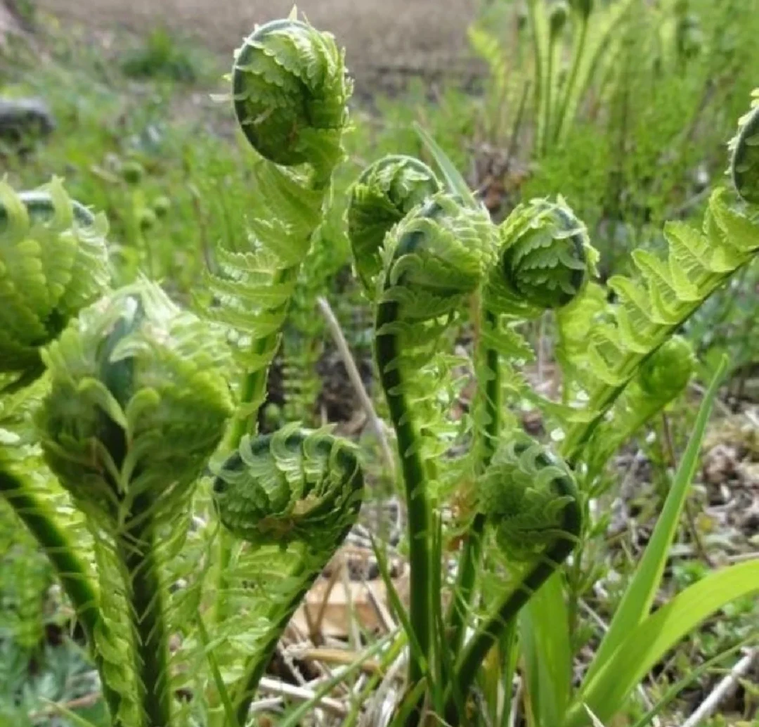 围场山味  野鸡膀子  黄瓜香