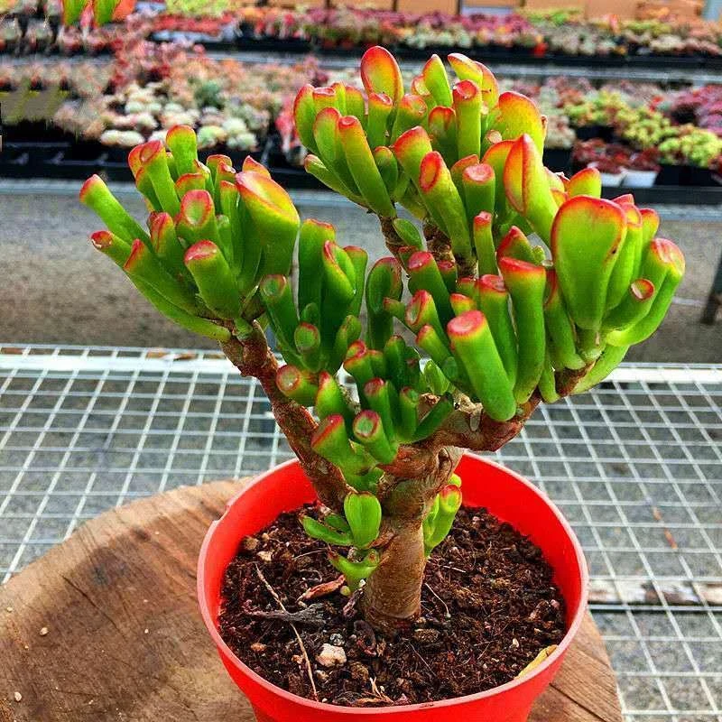 植物花卉室内好养吸财树多肉花卉 花吸财树多肉大颗高档多肉