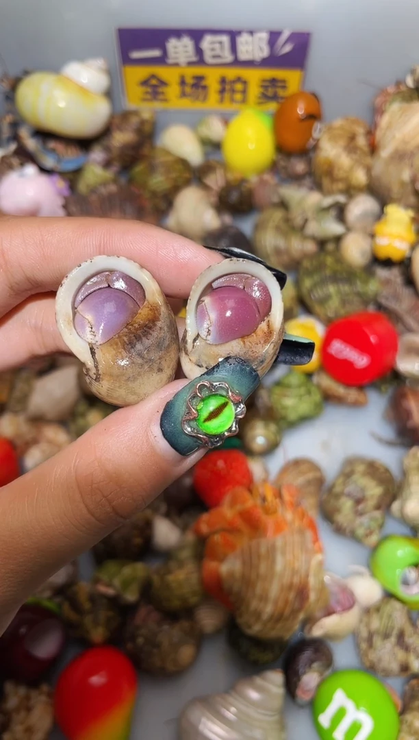 寄居蟹陌派甄选寄居蟹14619